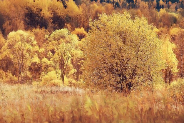 秋の風景/秋の公園の黄色い木、明るいオレンジ色の森