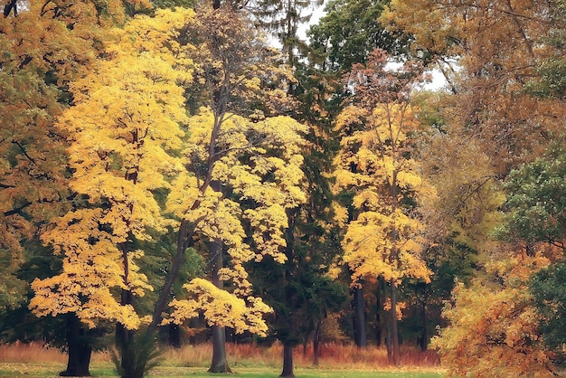 秋の風景/秋の公園の黄色い木、明るいオレンジ色の森