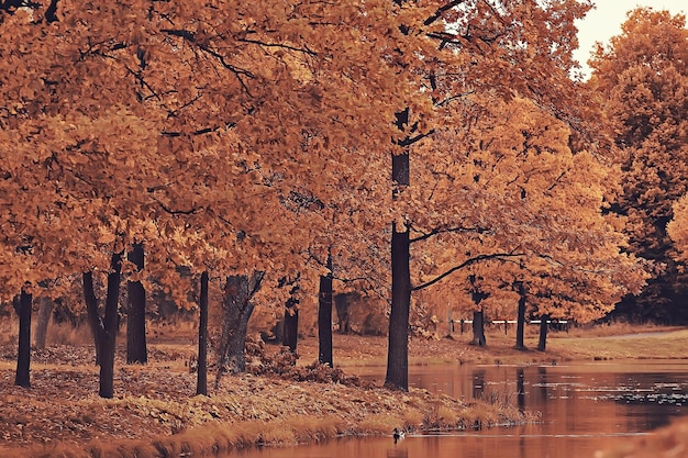 autumn landscape / yellow trees in autumn park, bright orange forest