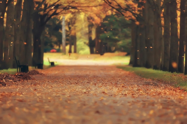 autumn landscape / yellow trees in autumn park, bright orange forest