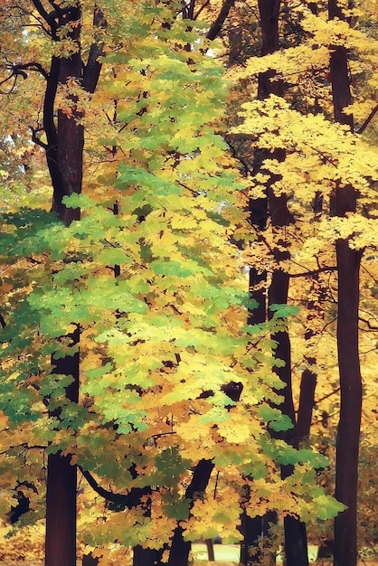 Autumn landscape / yellow trees in autumn park, bright orange forest