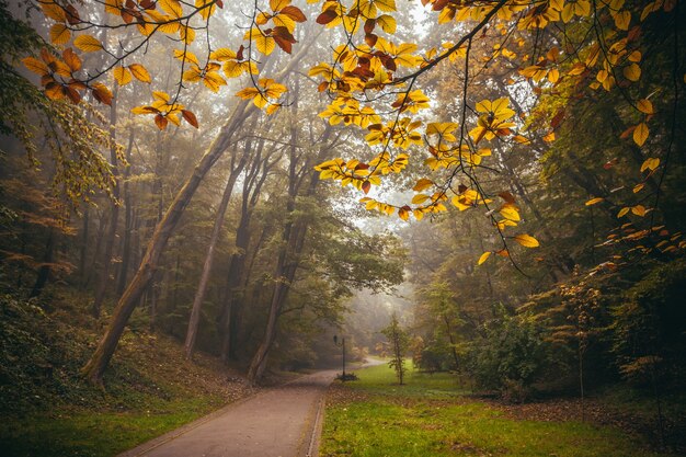 Paesaggio autunnale, alberi gialli nella nebbia mattutina