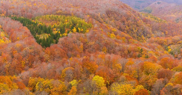 Autumn landscape