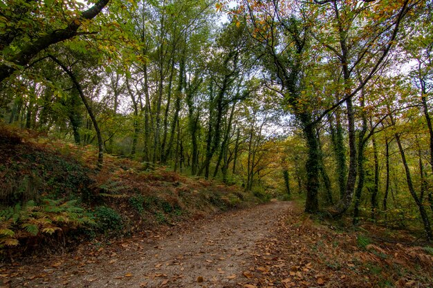 Autumn landscape