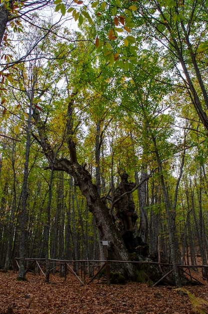 Foto autunno paesaggio