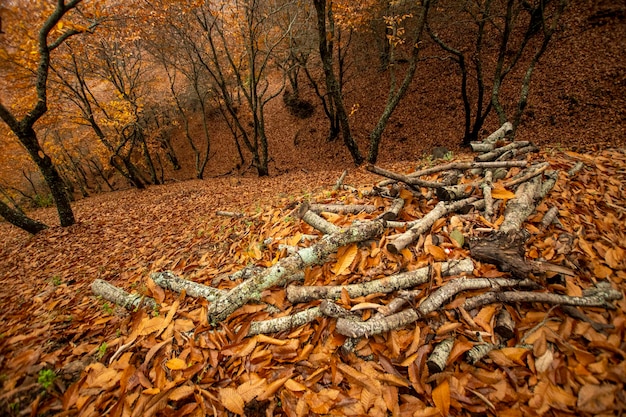 Autumn landscape