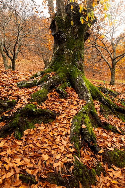 Autumn landscape