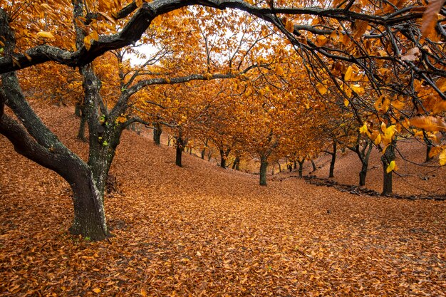 Autumn landscape