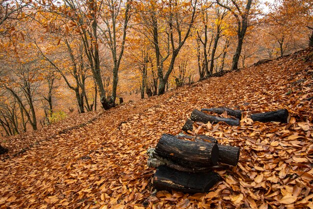 写真 秋の風景