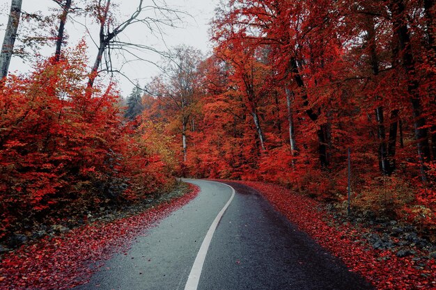 Autumn Landscape