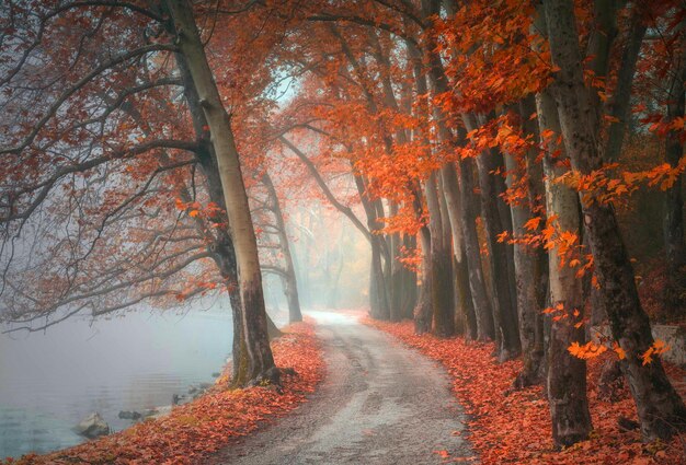 Autumn Landscape