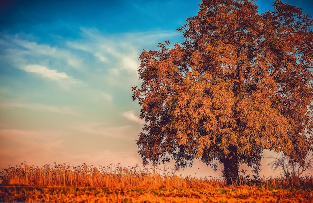 Autumn Landscape