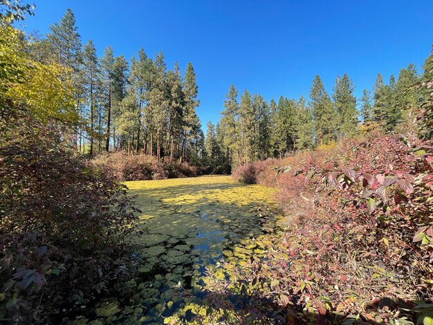 Photo autumn landscape