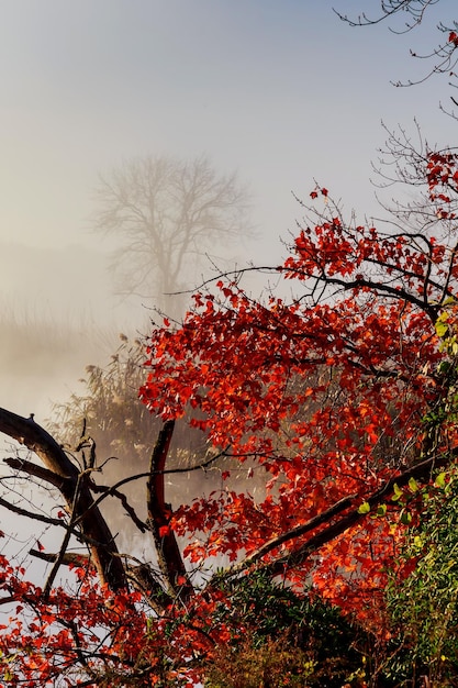 秋の風景小さな森の川秋の霧の空の川