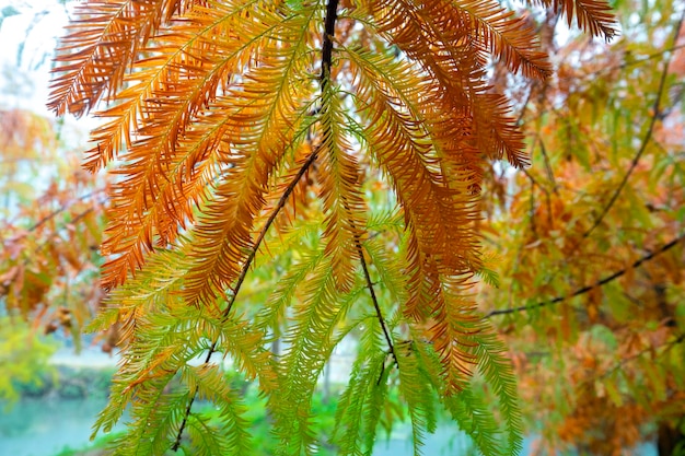 秋のカラマツ 森のカラマツが紅葉