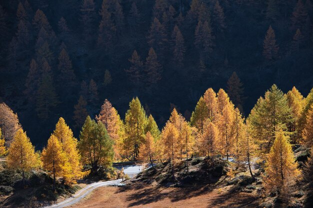 スイスのベルニナ峠に通じる道の横にある秋のカラマツの木