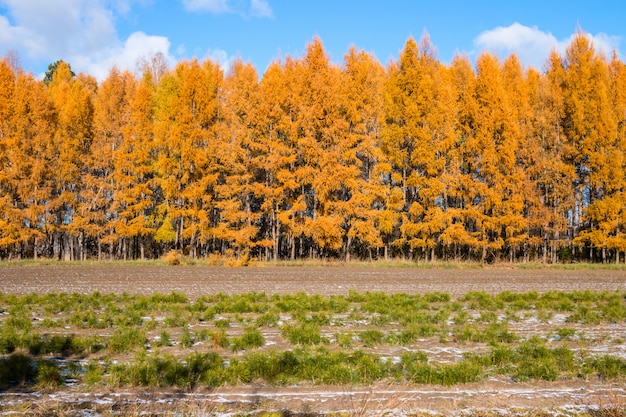 Larice autunnale con foglie gialle