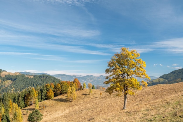 Autumn large oak tree in the highlands of Carpathians in Ukraine