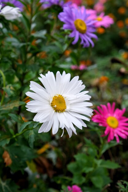 Autumn late flowers on a city flower bed after an autumn rain in cloudy weather