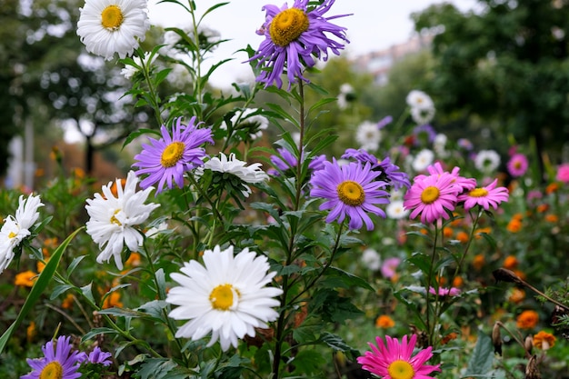 Autumn late flowers on a city flower bed after an autumn rain in cloudy weather