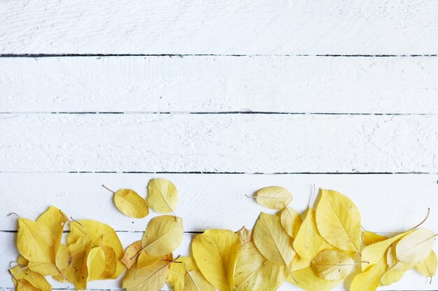 Autumn layout composition frame of dry leaves on white 