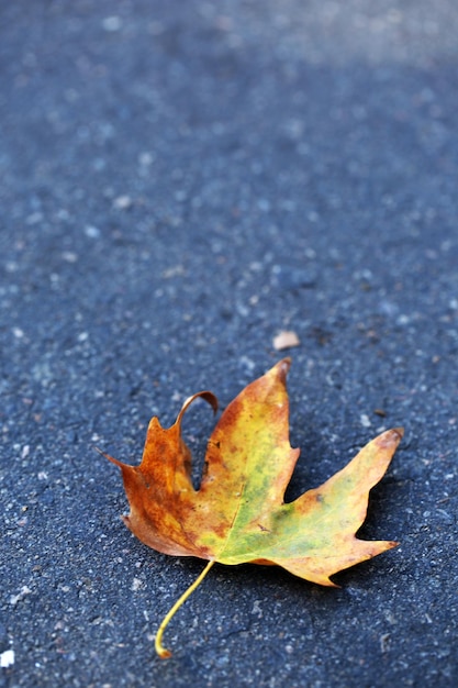 Autumn leaf on asphalt closeup