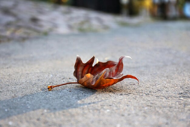 日没時のアスファルトの紅葉