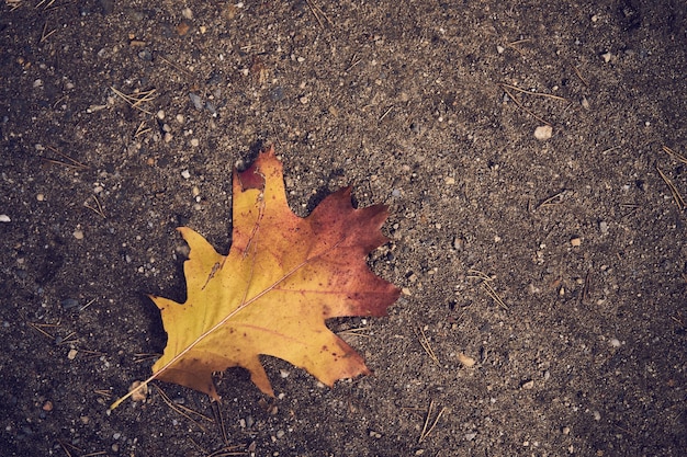 Осенний лист фона