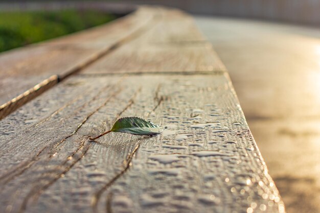 Autumn leaf on the bench