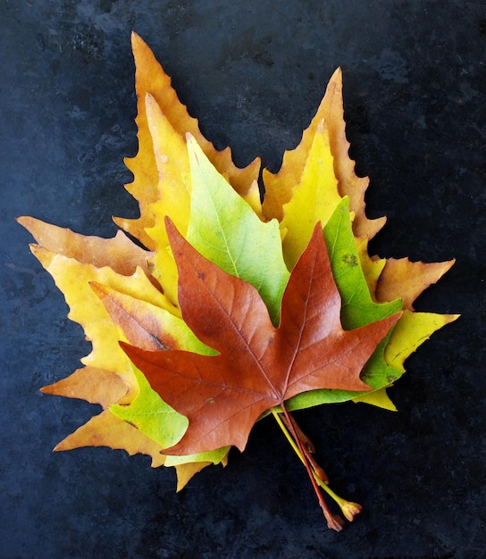 Autumn leaf on black background