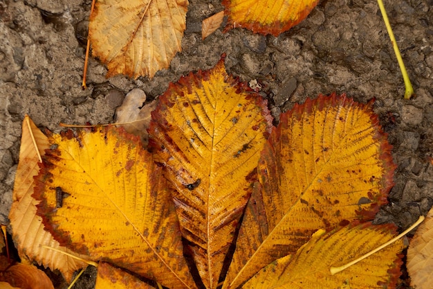 地面に落ちる栗の木の紅葉