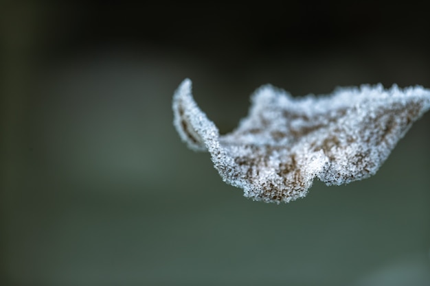 Autumn leaf covered with ice crystals. Early morning in the cold season.