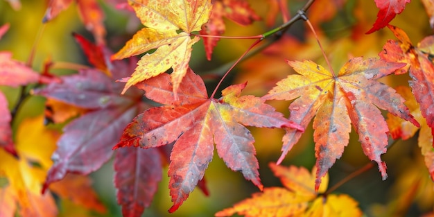 autumn leaf fall autumn landscape yellowred leaf Generative AI