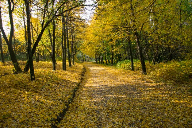 Autumn leaf fall in Vinnovskaya grove Ulyanovsk Russia