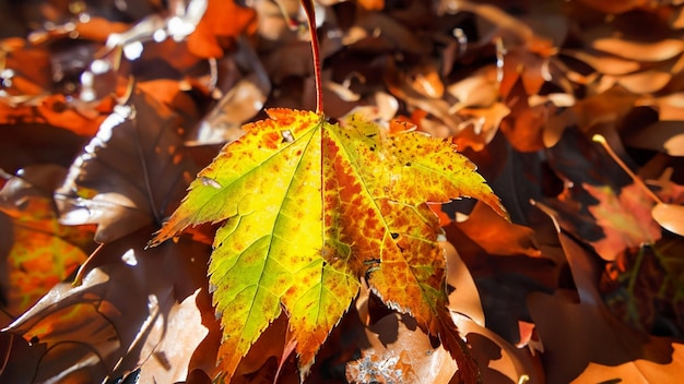 Autumn leaf falling revealing intricate leaf vein