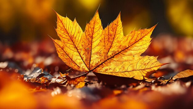 Autumn leaf falling revealing intricate leaf vein