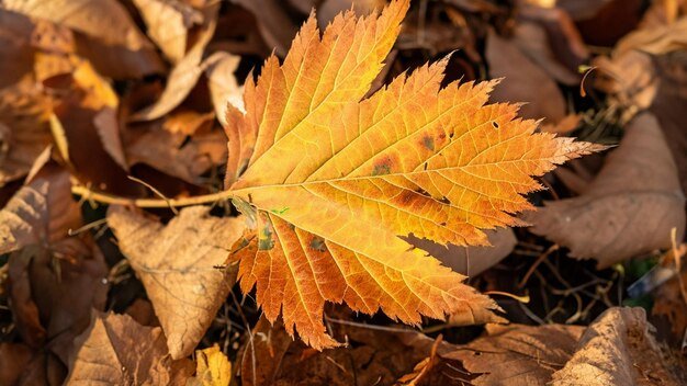 Autumn leaf falling revealing intricate leaf vein