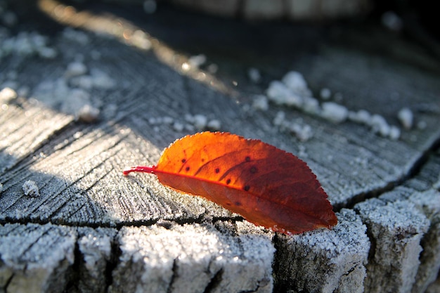 An autumn leaf fell on a tree covered with frost.