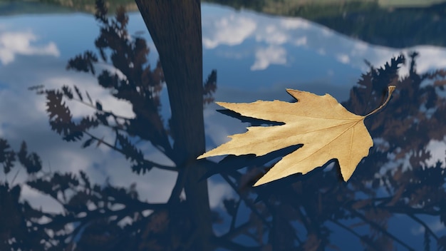 Autumn leaf floating on the water