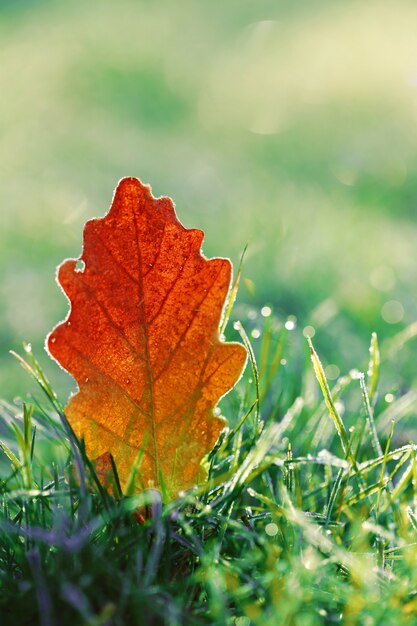 autumn leaf in frost. autumn orange oak leaf in green grass in frost. 