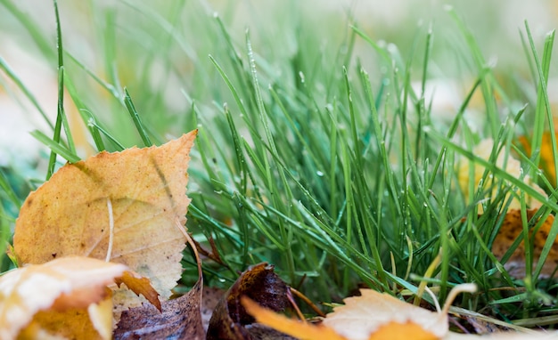 Autumn leaf on green grass, macro closeup.