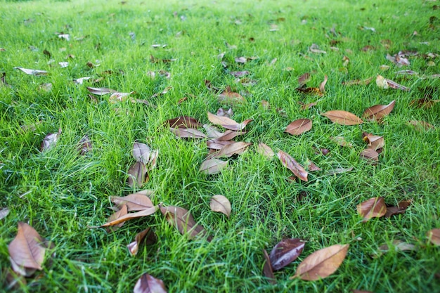 Autumn leaf on green grass macro closeup