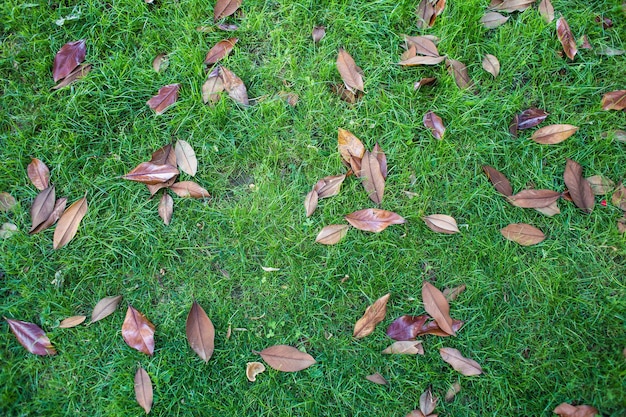 Autumn leaf on green grass macro closeup