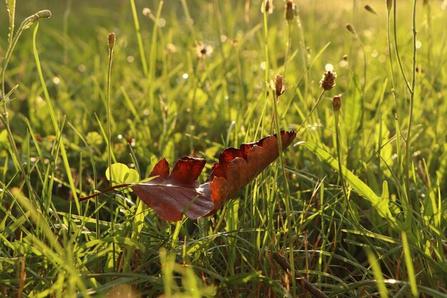 Photo autumn leaf on green grass in park