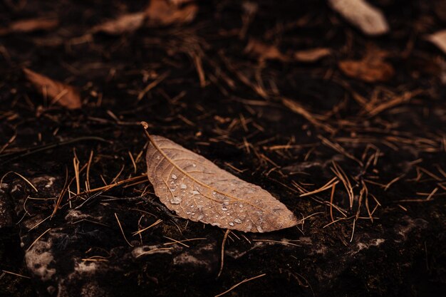 An autumn leaf on the ground with drops of water.