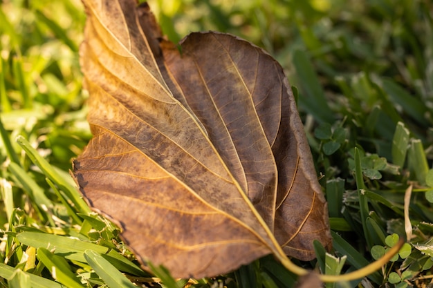 An autumn leaf on the ground