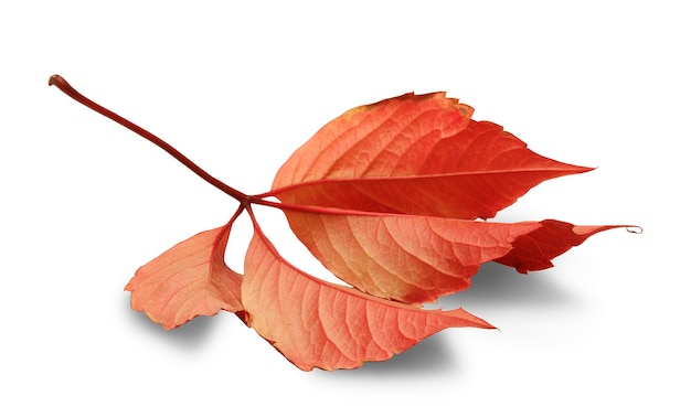 Осенний лист изолирован на белом фоне с обтравочным контуром теней для изоляции без теней на белых тенях на белом