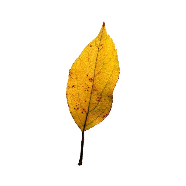 autumn leaf isolated on white background Yellow leaf of a fruit tree cherry apple tree pear