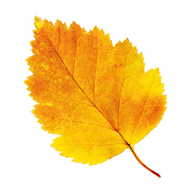 Autumn leaf isolated on white background