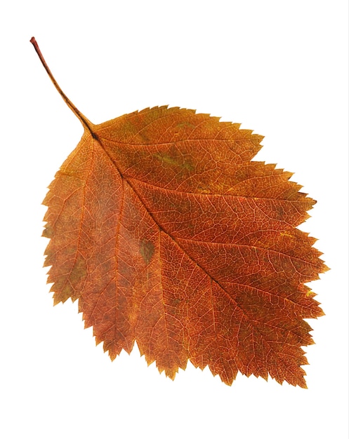 Autumn leaf isolated on white background